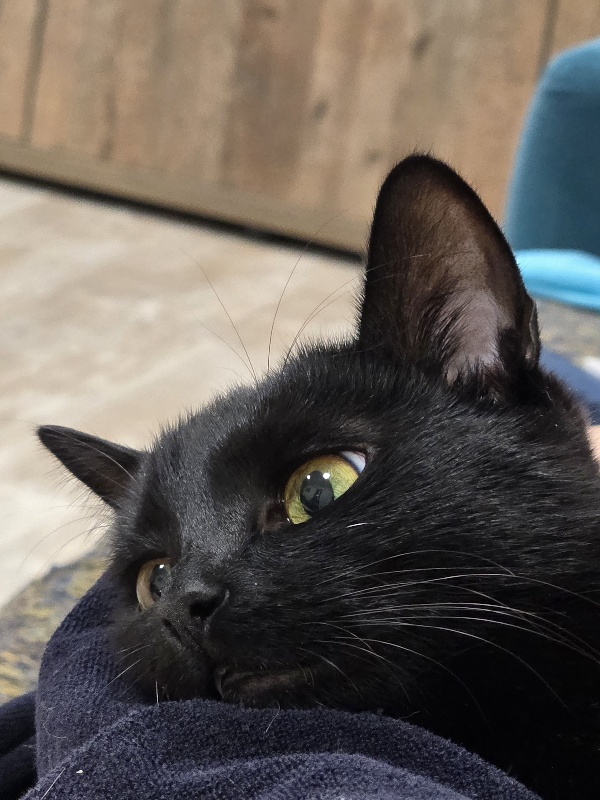Котовторник же!