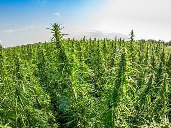 Запад объявил России войну, заявил Лавров