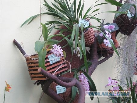 Орхидеи цветут при -20 градусах (23 фото)