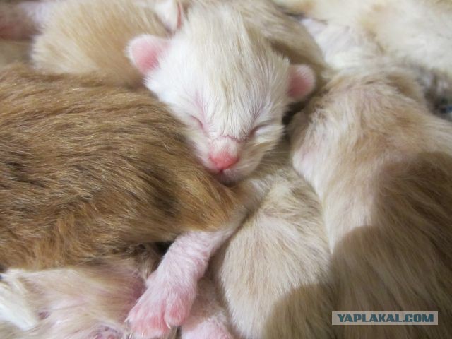 Котовторник 01.04.2014
