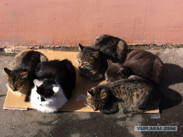 Большие котики тоже любят коробки