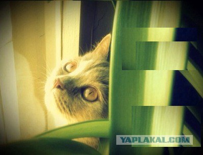 Котовторник 6.05.2014