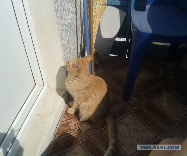 Котовторник 12.08.2014