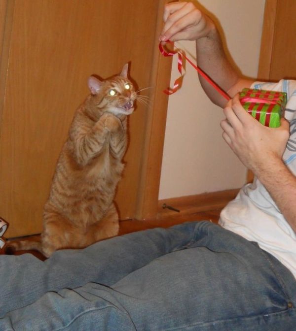 Кошачья логика