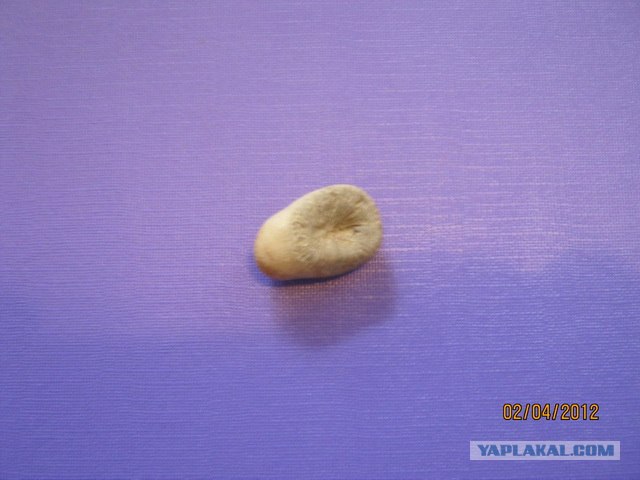 Каменная летопись