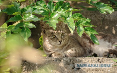 Пучок зелени для ЯПа
