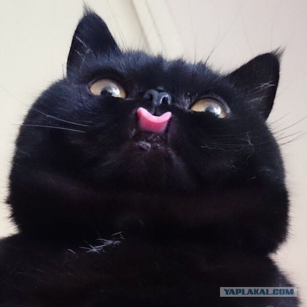 Котовторнику посвящается.
