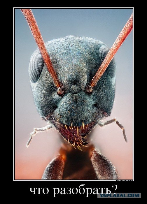 Маленький птенец муравьям "на один зуб"