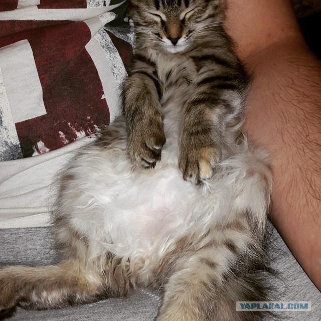 Котовторник 30,06, 2015