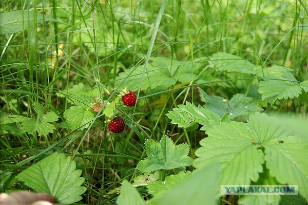 Небольшая дверь в Лето!