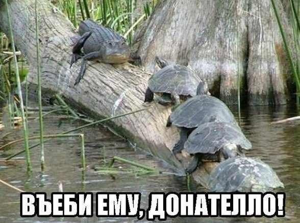 Рептилии-пластуны: черепашки-ниндзя по-русски