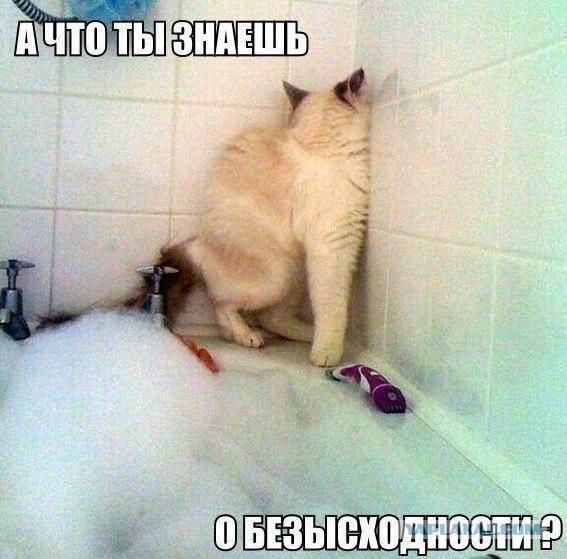 О важном. Проблемы котов