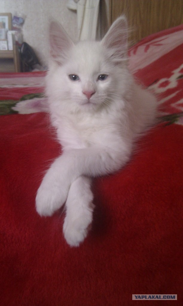У меня кот дебил