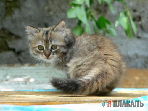 Коты, кошки, котята