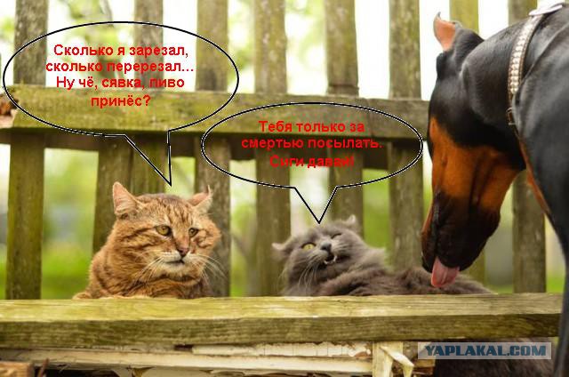 Что ты пристал?!