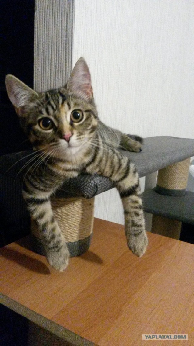 Котовторник 09.08.2016