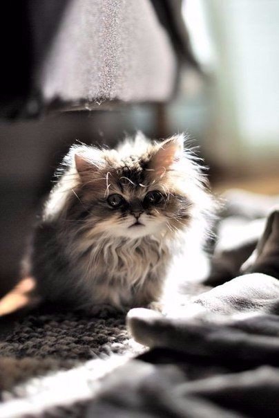 Коты из сети