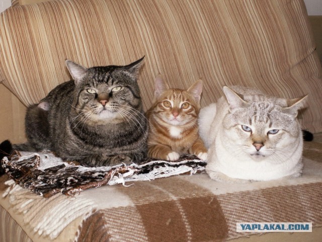Котлеты вот жарим