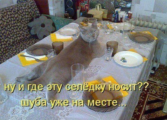 Подборка безудержного веселья