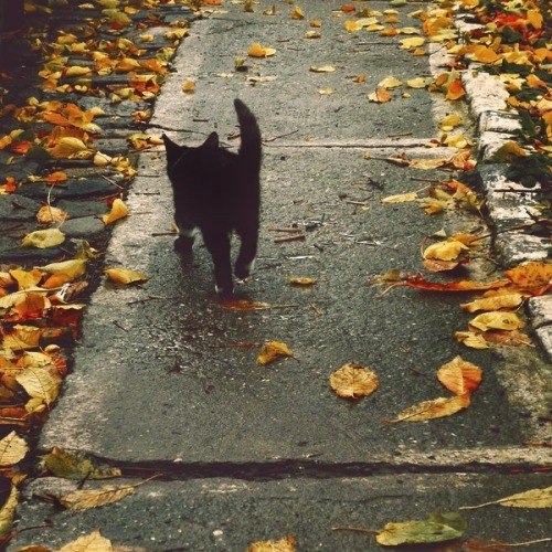 Коты и Кошки