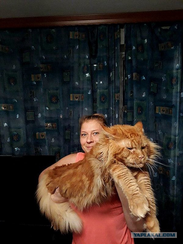 Джокер и его семья