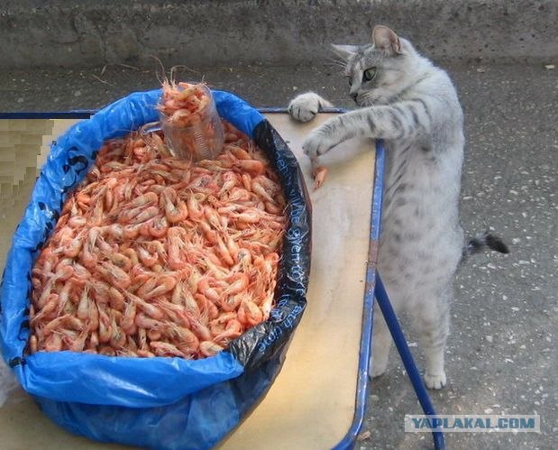 Страшная мстя