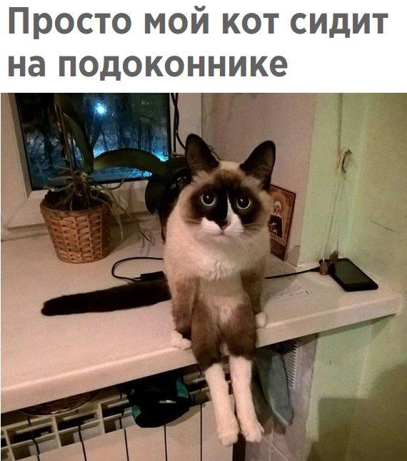 Фотобомбы котов