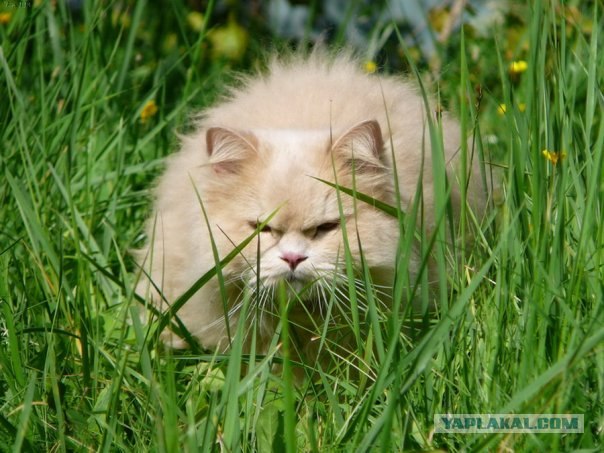 Ура, котовторник! (01.07.2008)