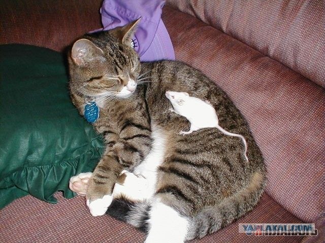 Даёшь Котовторник на ЯПе! (29.07.08)