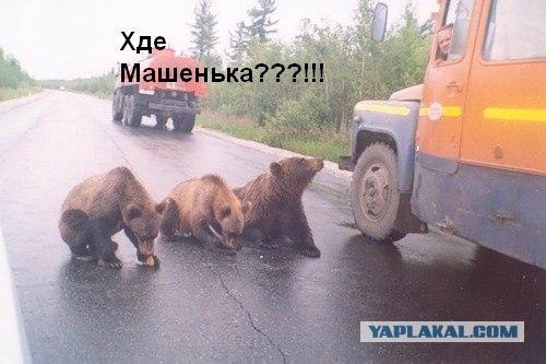 Три медведя