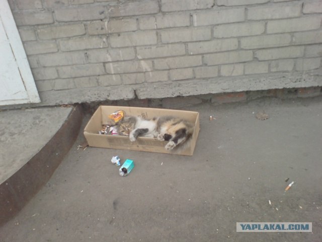 На Котовторник: Выставка Кошек в Кургане