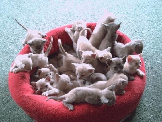 Посчитай, сколько котов!