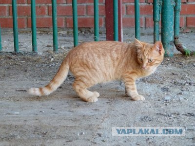 Котовторник!