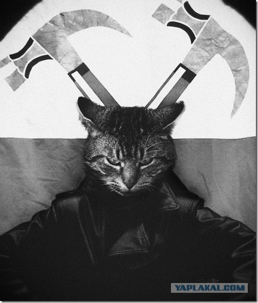 Супер-котофото на котовторник