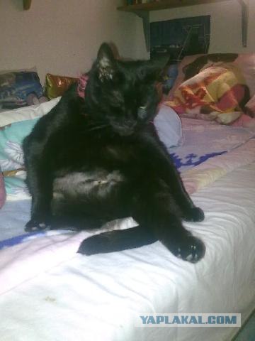 Котовторник! 08.11.11
