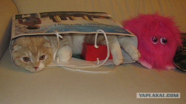 Котовторник 24.07.2012