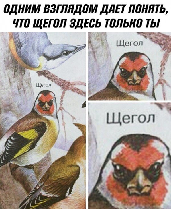 Приколы в стиле "регресс"