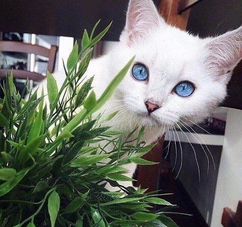 Забавные фото котеек