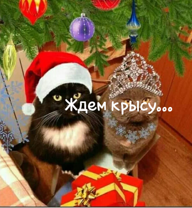 Котовторник *новогодний* 31/12/2019