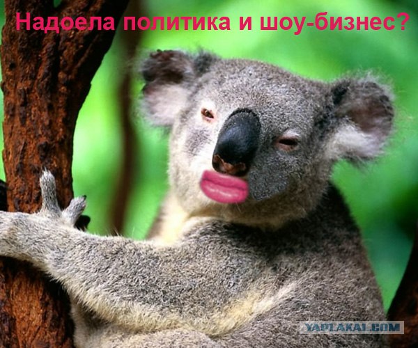 МуклоЖаба на ЯПе