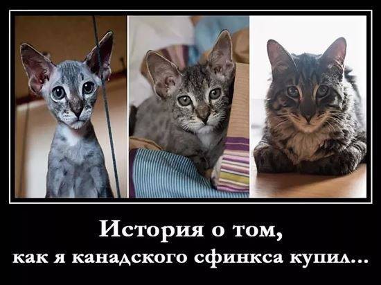 Экзотический кот