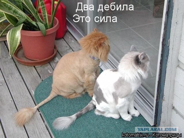 Вовчик и Денчик в поисках адреналина