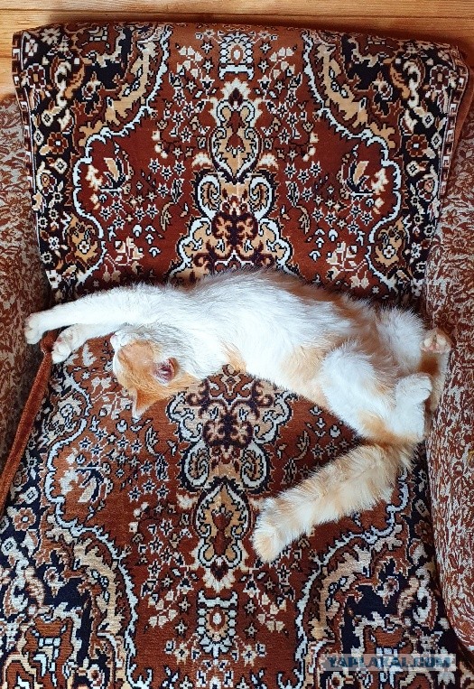 Котовторнику быть