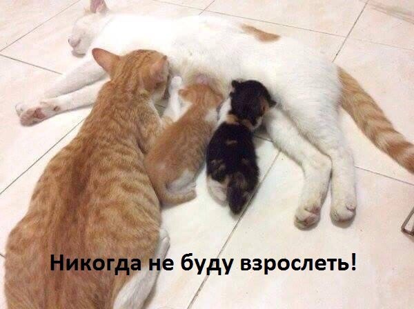 Картинки. Без темы