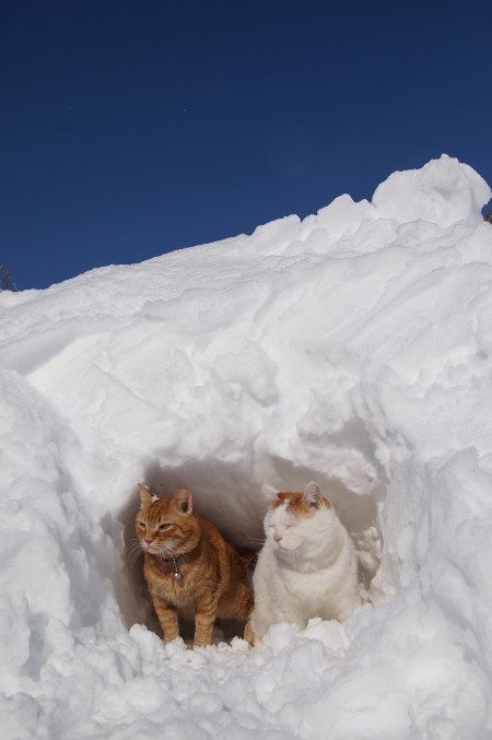 Котики из снега и котики на снегу
