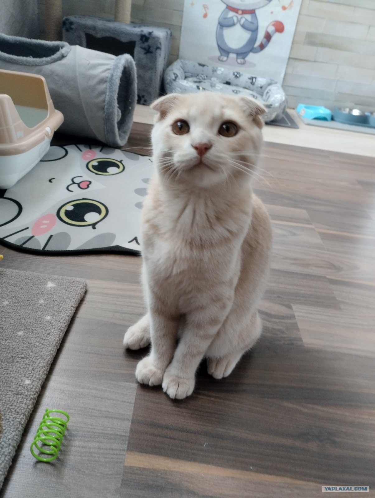Помогите назвать кота.