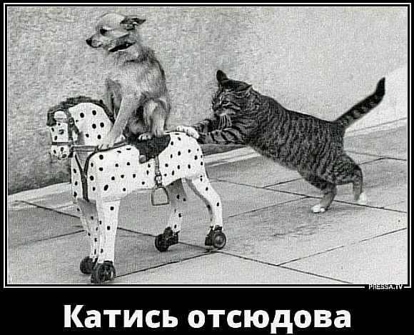 Похититель собак Сергей Пай мог зарезать собаку Симу ради лечения дочери.