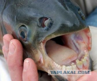 Ужасы морей и океанов