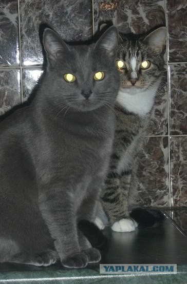 Котовторник 8.10.2013