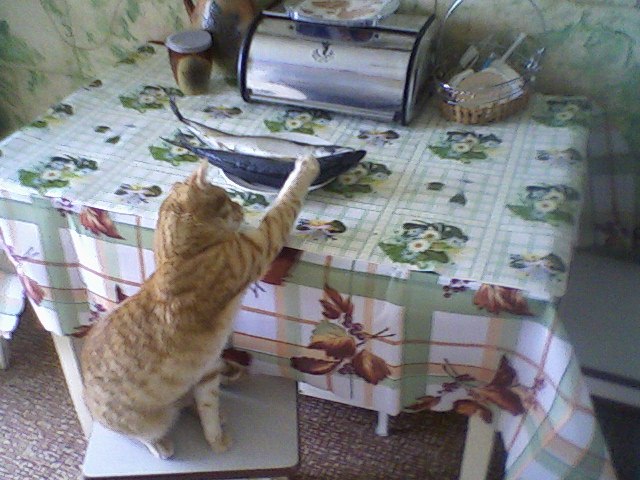 Котовторник  28.01.14